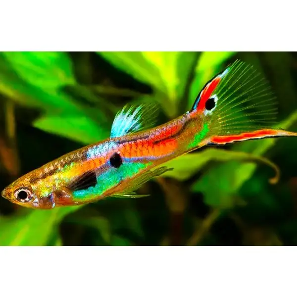 Poecilia endler jumbo male