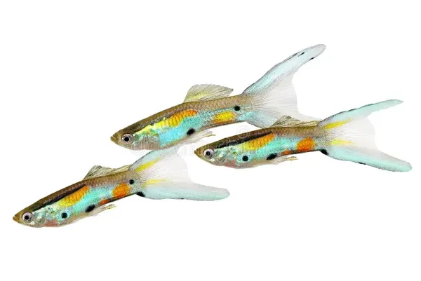 Poecilia endler neon
