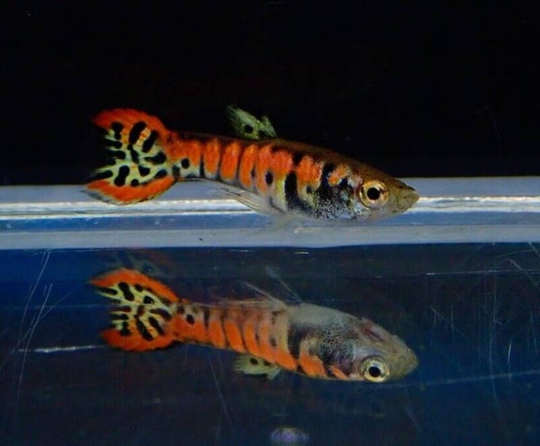 Poecilia endler red tiger