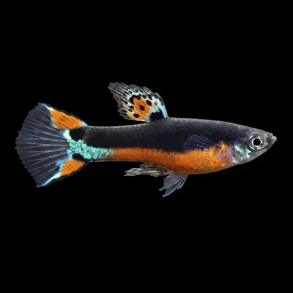 Poecilia endler  santa maria
