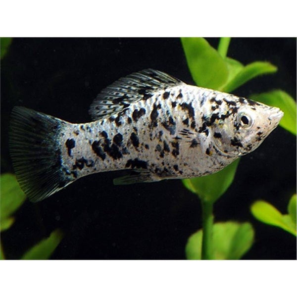 Poecilia latipinna silver marble