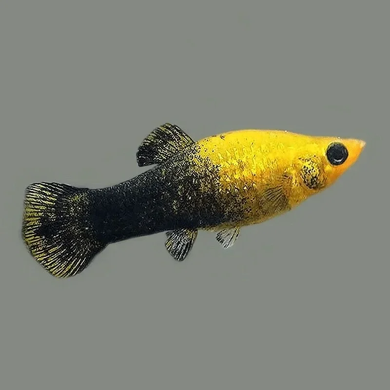 Poecilia sphenops  Gold Black Molly