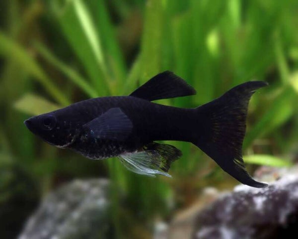 Poecilia sphenops Lyra Molly Black