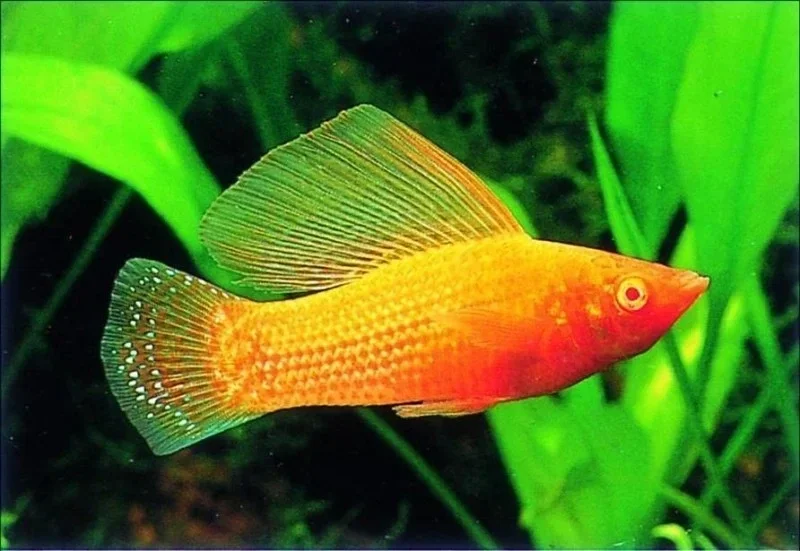 Poecilia velifera / red leopard sailfin molly
