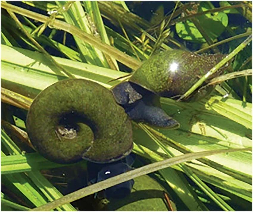 Planorbarius corneus Grote posthoorn slak