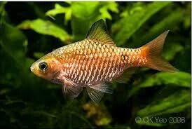 Barbus conchonius,  Prachtbarbeel
