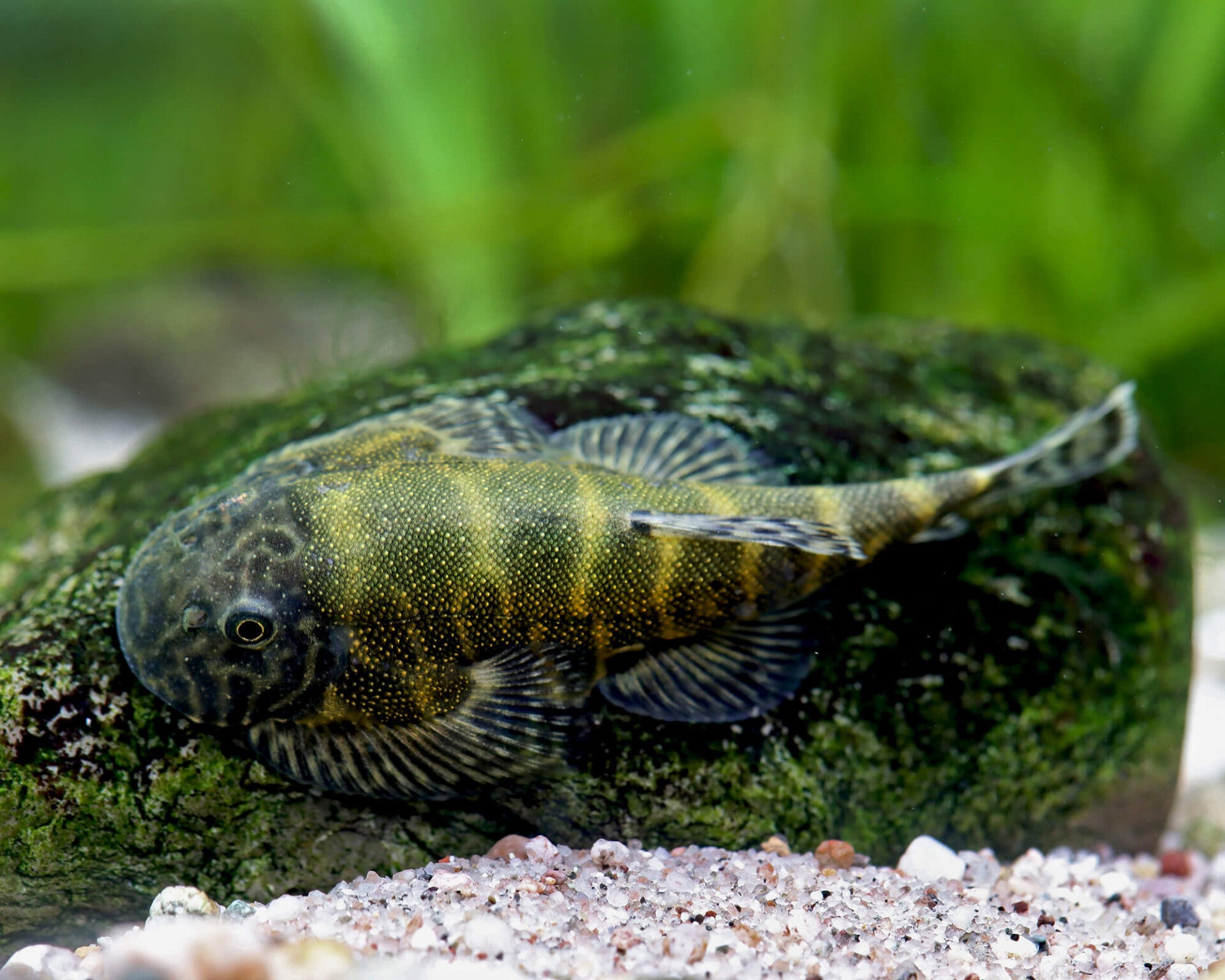 Pseudogastromyzon lepidogaster