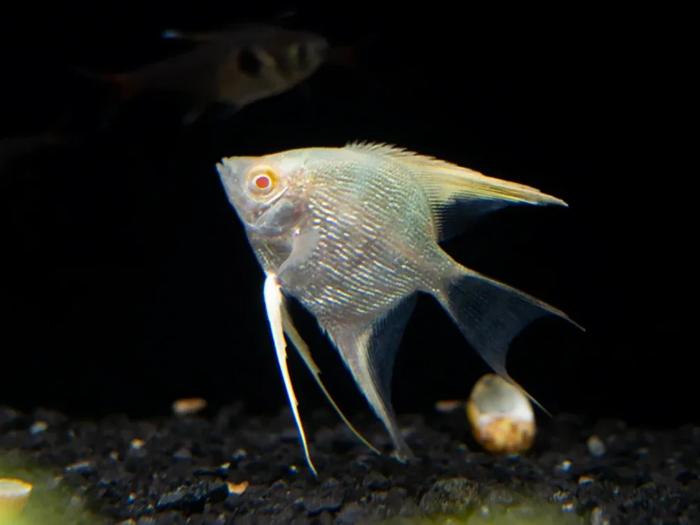 Pterophyllum scalare  albino diamond