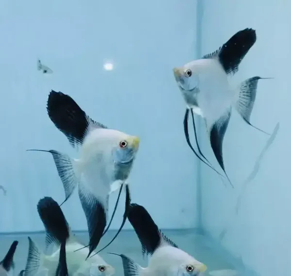 Pterophyllum Scalare  Bulgarian seal points