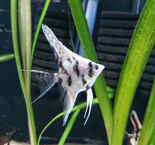 Pterophyllum scalare  dalmatiër