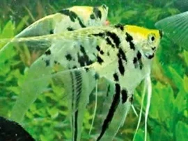 Pterophyllum scalare  koi diamond