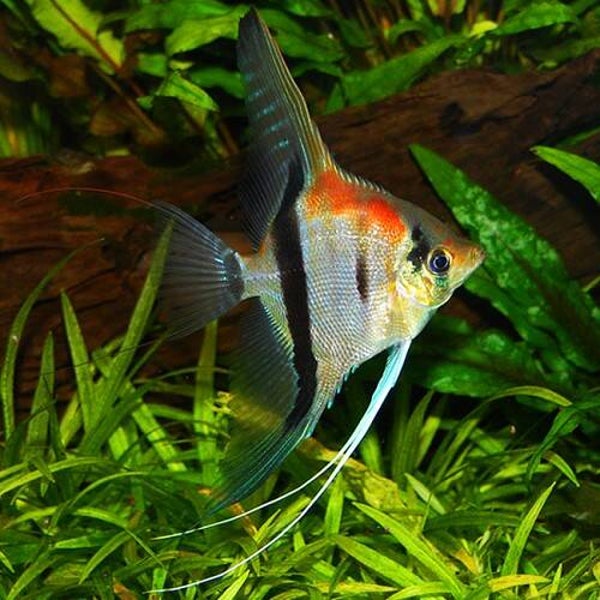Pterophyllum scalare  manacapuru
