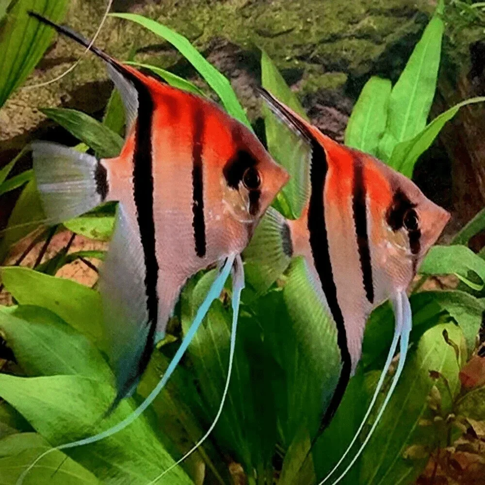 Pterophyllum scalare  manacapuru Red back