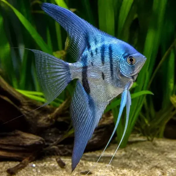 Pterophyllum scalare map blue