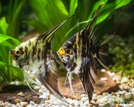 Pterophyllum scalare marble