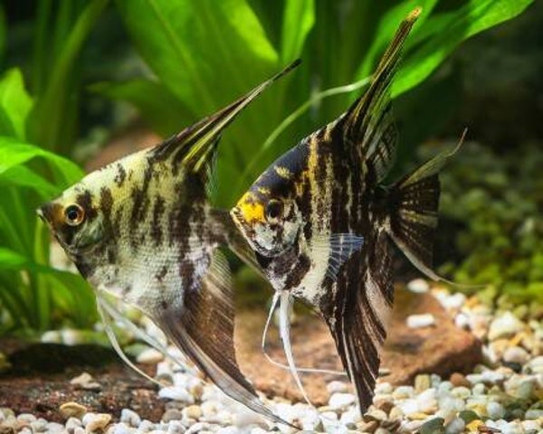 Pterophyllum scalare marble