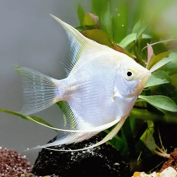 Pterophyllum scalare platinum white