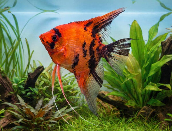 Pterophyllum scalare red devil
