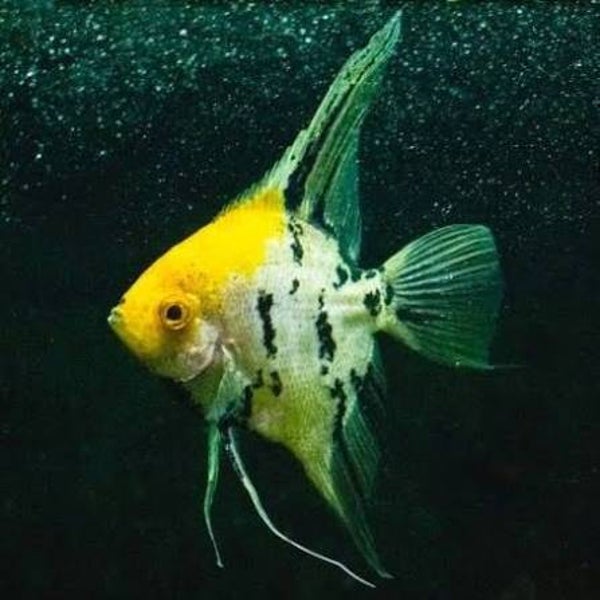 Pterophyllum scalare yellowhead