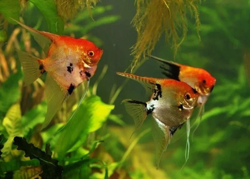 Pterophyllum scalare koi