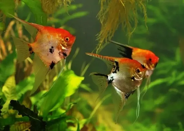 Pterophyllum scalare koi