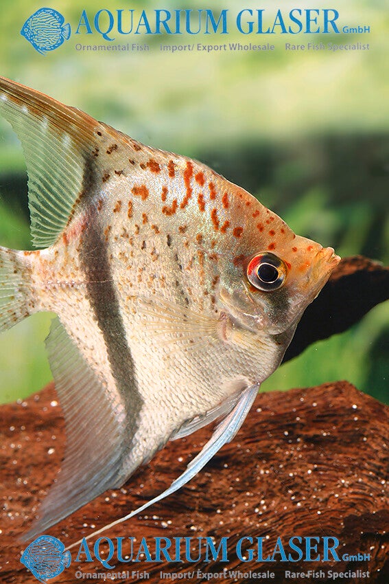 Pterophyllum sp.  Essequibo red spotted Guyana
