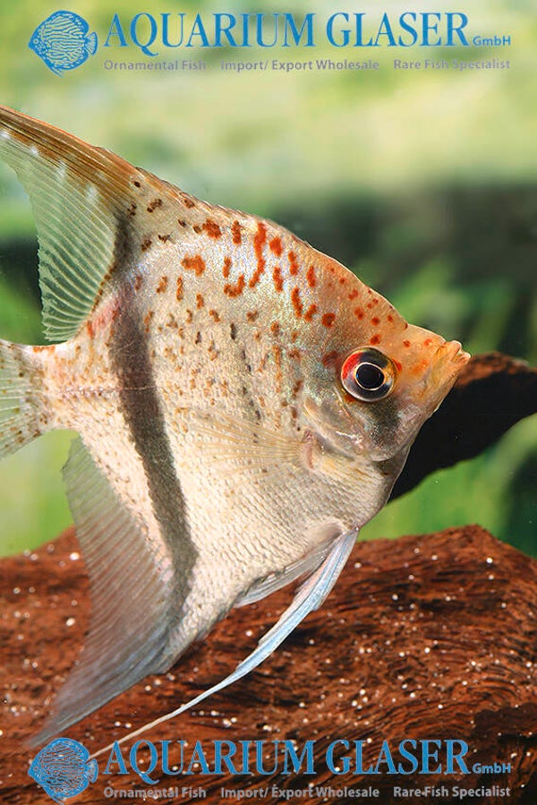 Pterophyllum sp.  Essequibo red spotted Guyana