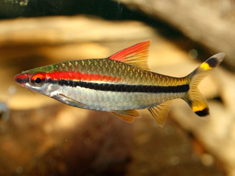 Puntius denisonii, Torpedo barbeel