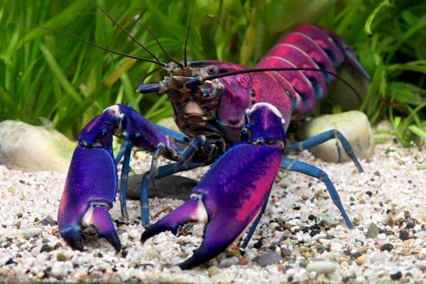 Purple Snakeskin tricolor Flusskrebs - Cherax Sp.