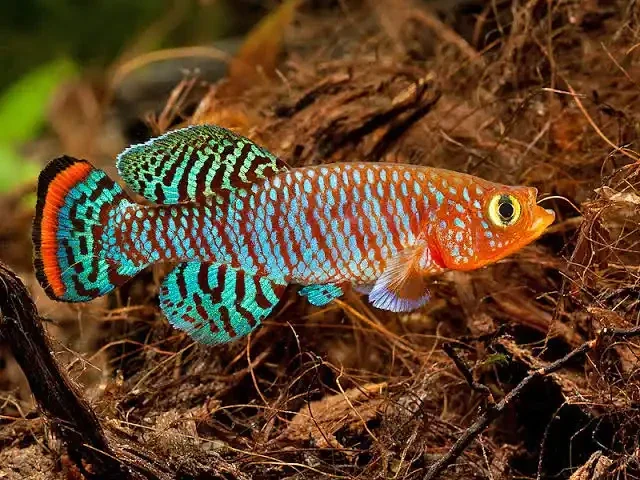 Nothobranchius rachovii, tijdelijk verkrijgbaar