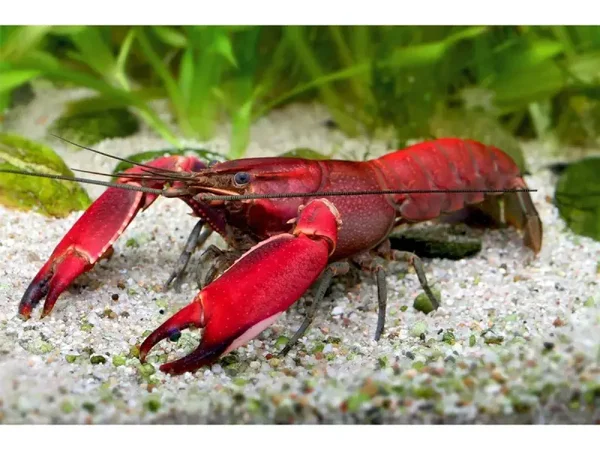 Red Brickrivierkreeft - Cherax Wagenknechtae