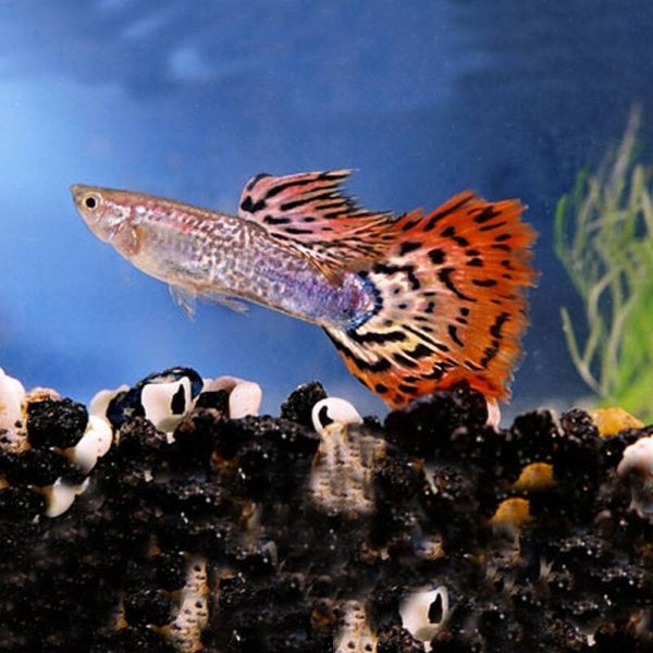 Poecilia reticulata RED COBRA