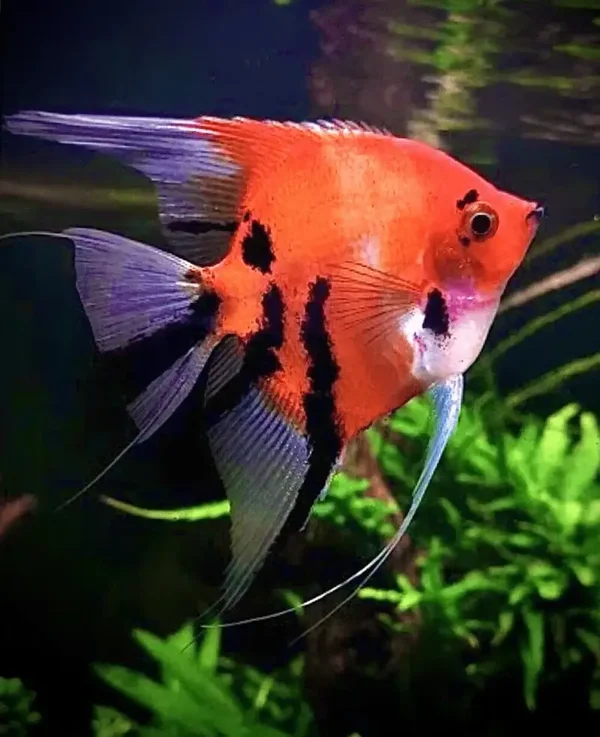 Pterophyllum scalare red devil l.f.