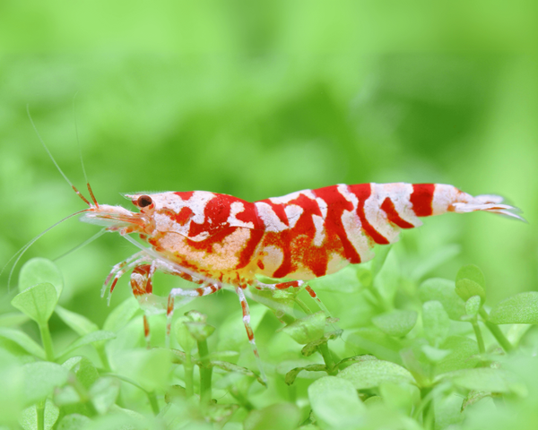 Caridina Red Fancy Tiger