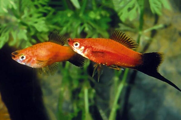 Xiphophorus helleri / red wagteil