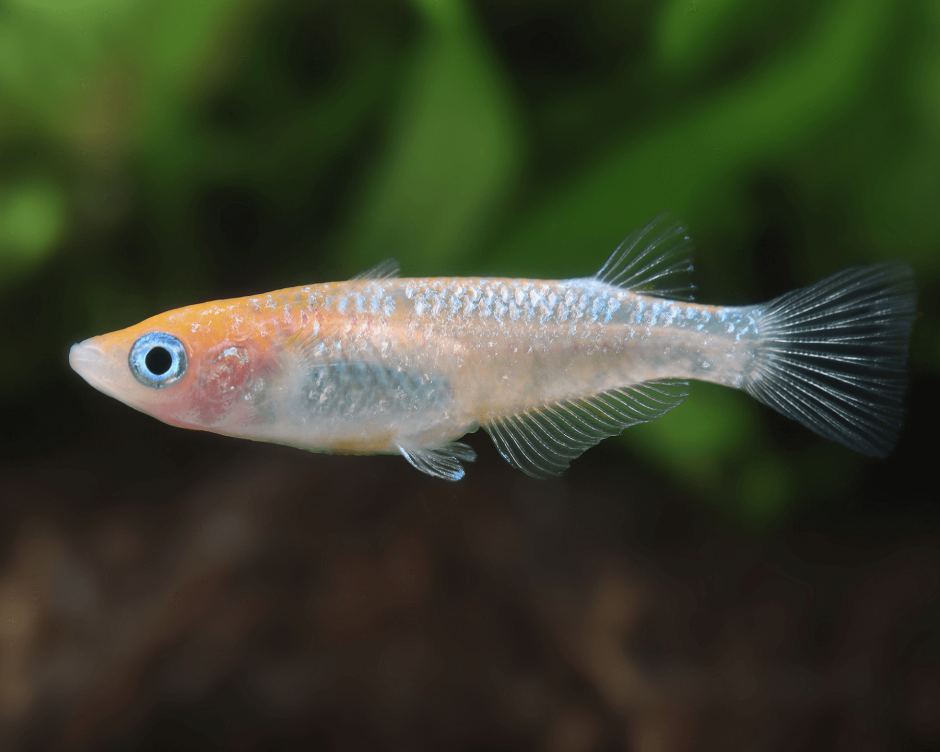 Oryzias / latipes red white