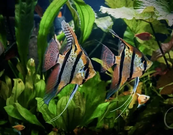 Pterophyllum scalare "Rio Nanay"