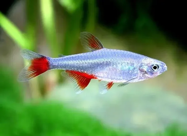 Aphyocharax anisitsi/rubripinnis