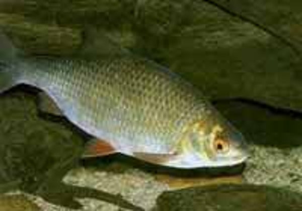 Barbus schwanenfeldi