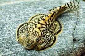 Sewellia / breviventralis