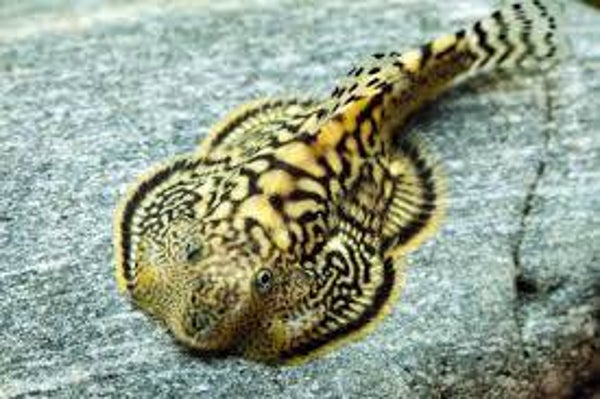 Sewellia / breviventralis