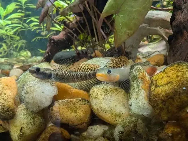 Sicyopus jonklaasi