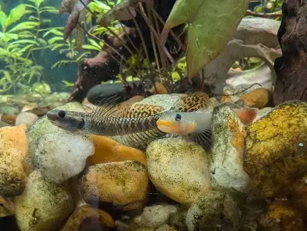 Sicyopus jonklaasi
