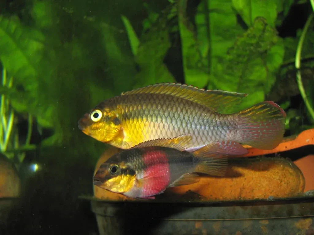 Pelvicachromis Subocelatus