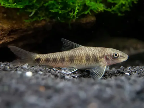 Garra spilota