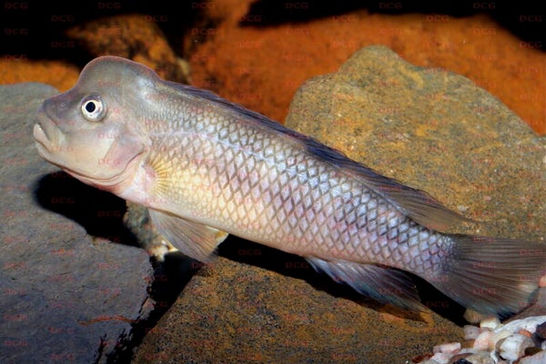 Steatocranus gibbiceps