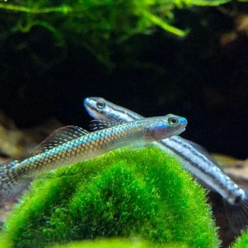 Stiphodon sp. undio blue