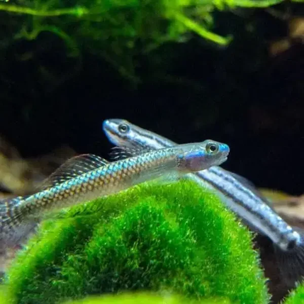 Stiphodon sp. undio blue