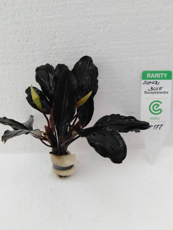 Bucephalandra Theia green