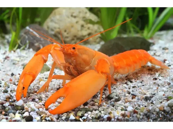 Super Oranje Kreeft - Cherax Snowden